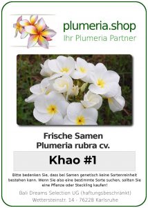 Plumeria rubra "Khao No. 1"