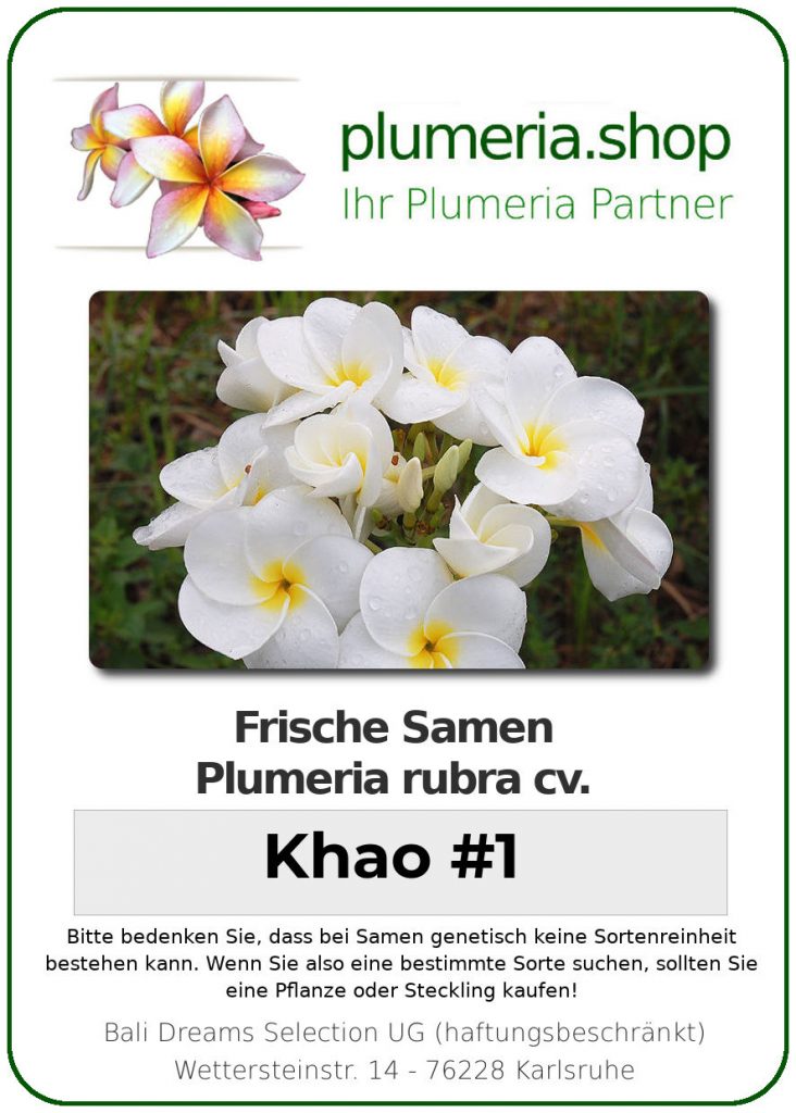 Plumeria rubra "Khao #1"