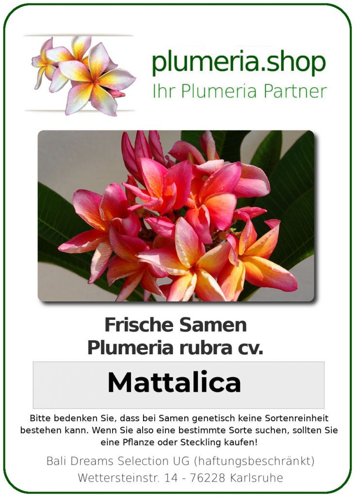 Plumeria rubra "Mattalica"