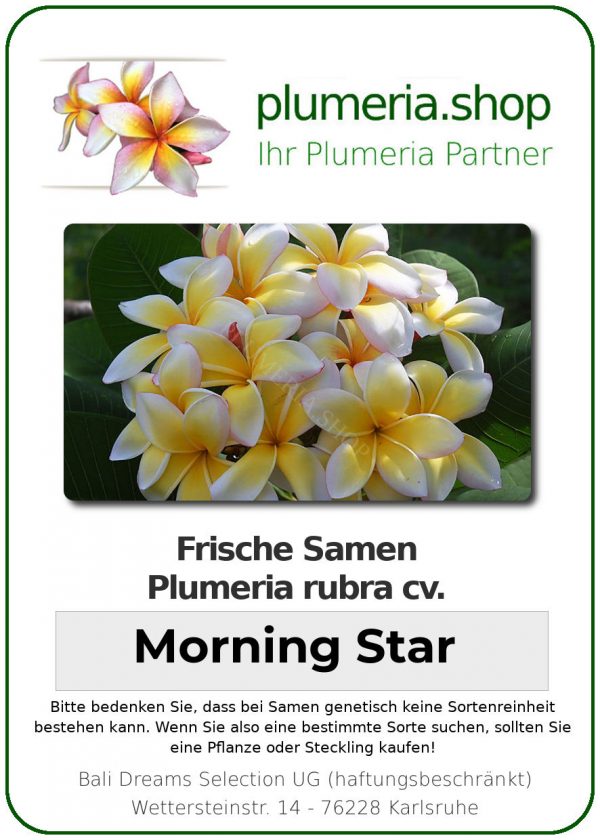 Plumeria rubra "Morning Star"