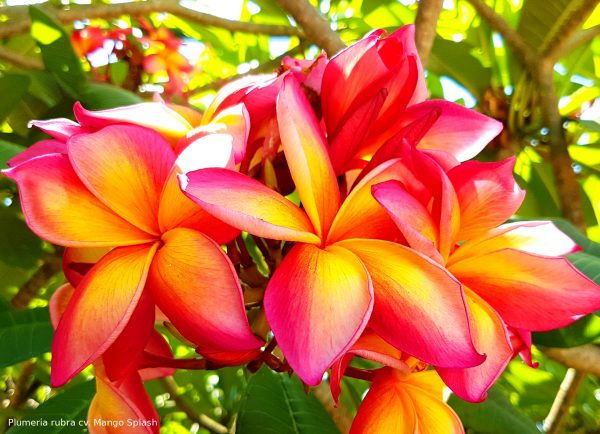 Plumeria postcard