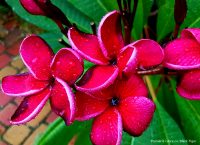 Frangipani Postkarte Set #2 - 10 Postkarten – Bild 10