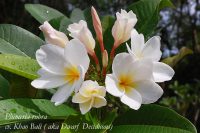 Plumeria rubra "Khao Bali" aka Dwarf Deciduous