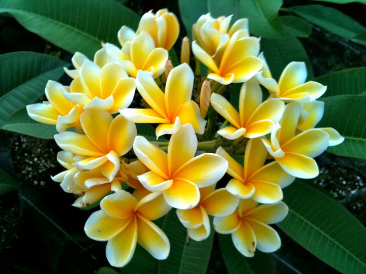 Plumeria rubra cv. "Afrique" - unbewurzelter Steckling
