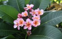 Plumeria rubra "Heart Desire"