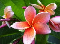 Plumeria rubra "India"