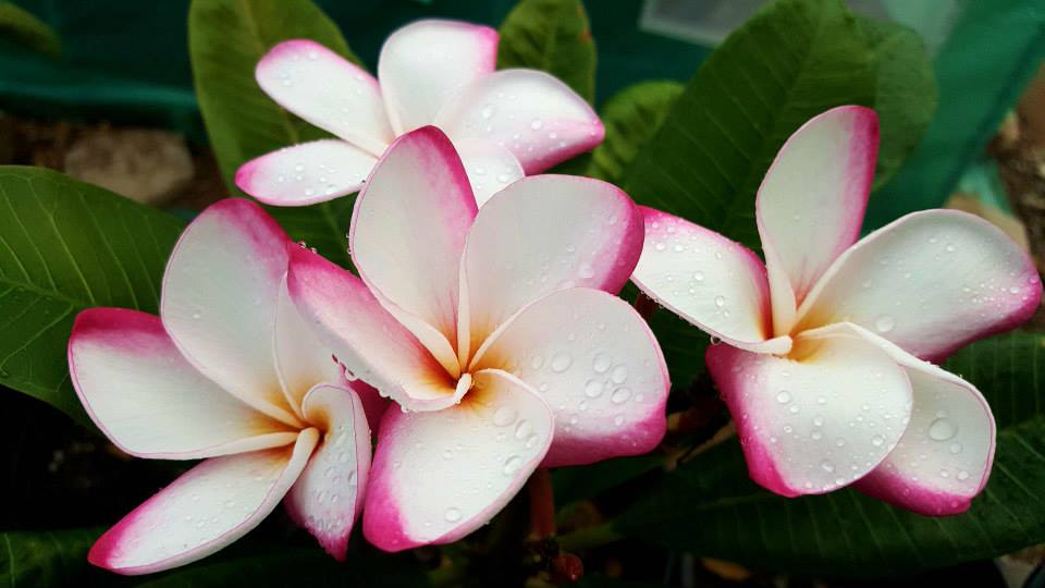 Plumeria rubra "My Valentine"