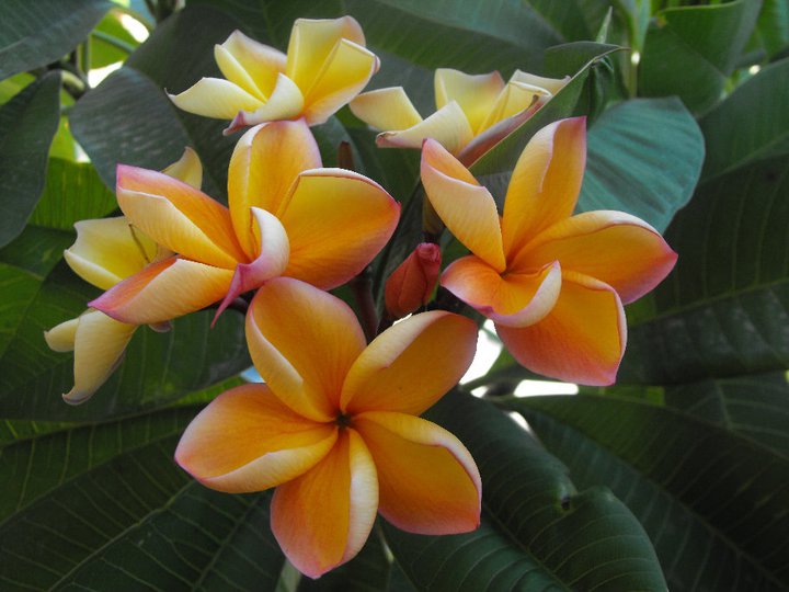 Plumeria rubra "Orange Special"
