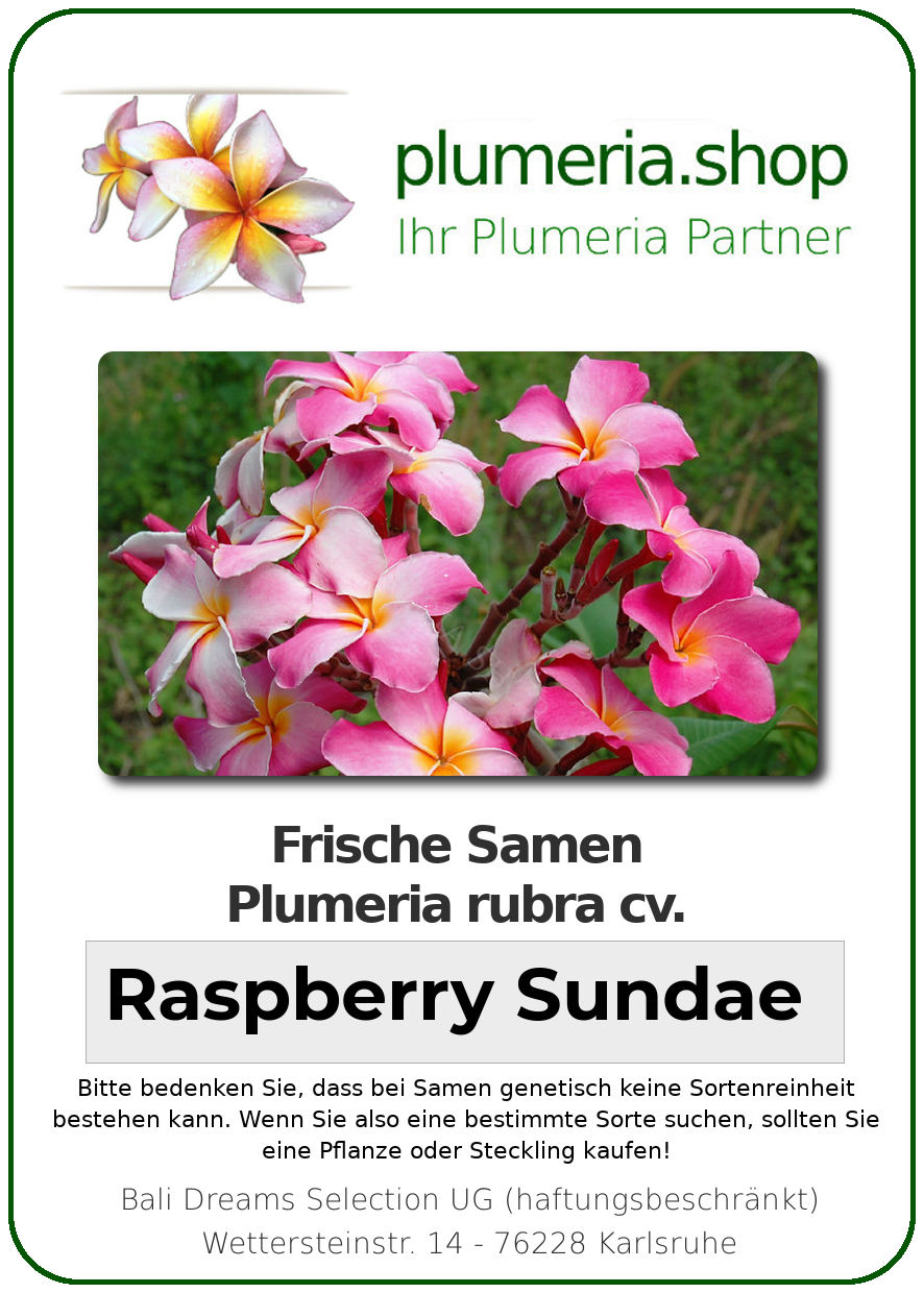 Plumeria rubra &quot;Raspberry Sundae