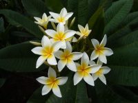 Plumeria rubra "Star White"