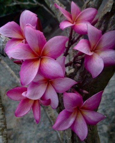 Plumeria rubra "JJ Buster"