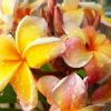 Plumeria rubra "California Sunset"