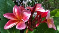 Plumeria rubra "Dulcemia" aka Orange-60