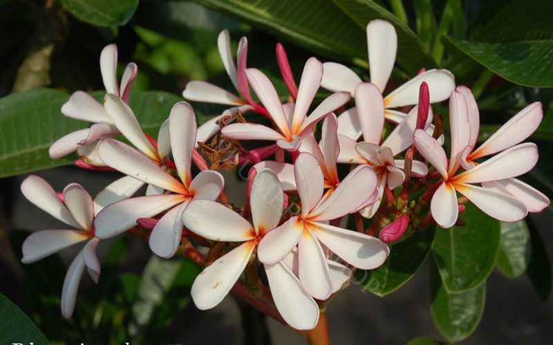 Variétés de frangipanes Dwarf