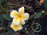 Plumeria rubra "Grace"