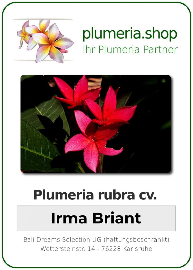 Plumeria rubra cv. "Irma Briant" - unbewurzelter Steckling