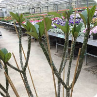 Große Frangipani Pflanzen