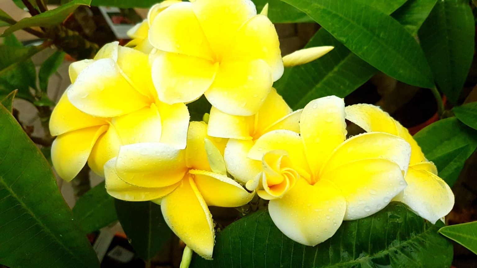 Plumeria rubra “Lemon Drop” – Plumeria Shop – Ihr Partner für 