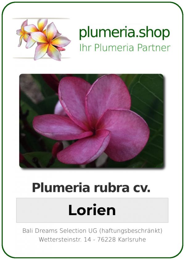 Plumeria rubra "Lorien"