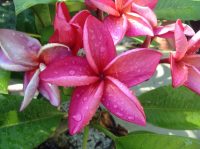 Plumeria rubra &quot;JJ Pink Jack