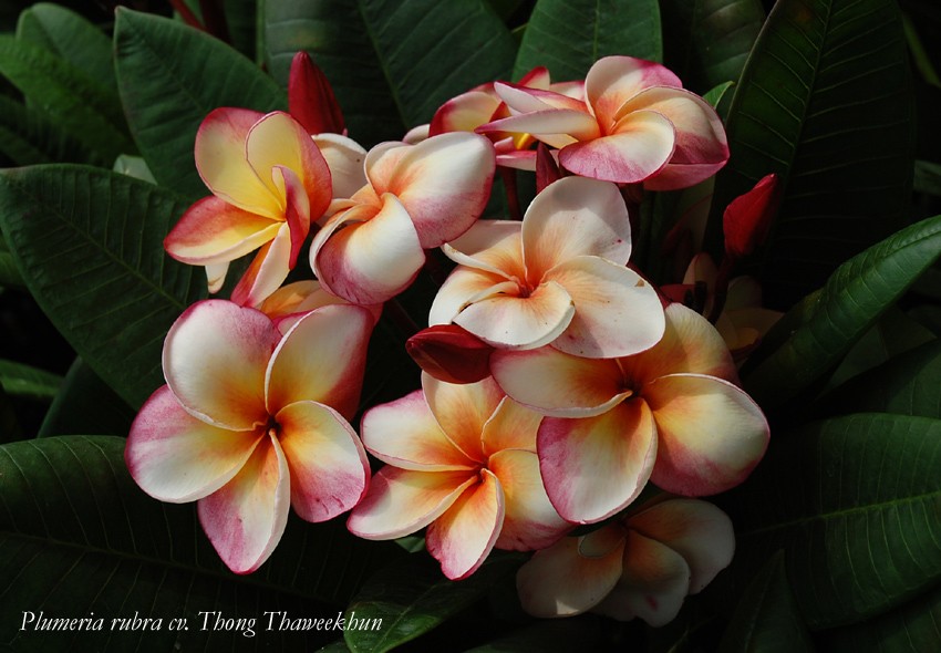 Plumeria rubra cv. "Thong Taweekhun"