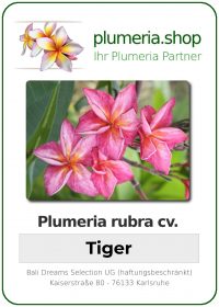 Plumeria rubra - "Tiger"