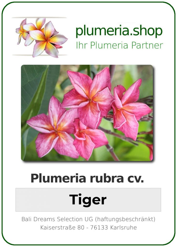 Plumeria rubra "Tiger"