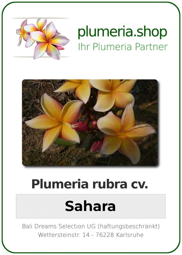 Plumeria rubra "Sahara"