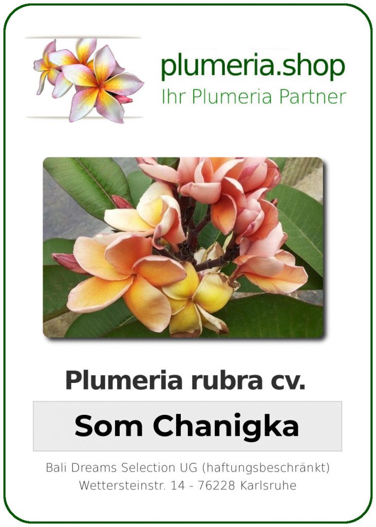 Plumeria rubra "Som Chanika"
