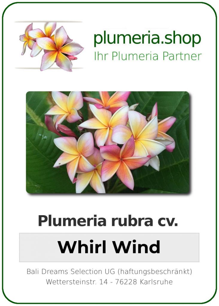 Plumeria rubra "Whirl Wind"