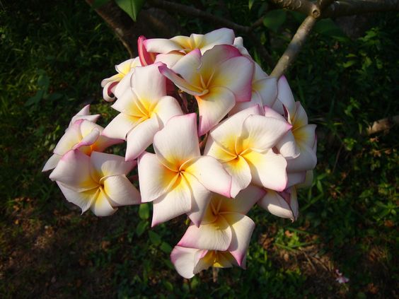 Plumeria rubra "JJ River's White"