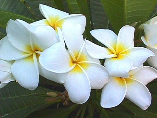 Plumeria rubra "Scentsational"