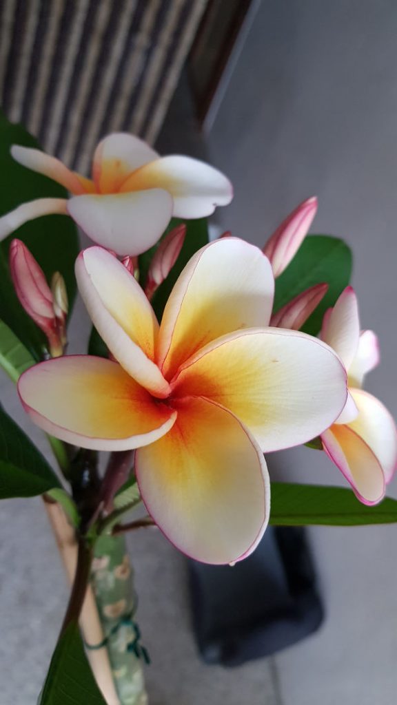 Plumeria rubra "Sunsplash" (Höhe 1,60m, 12 Triebe, blühend)