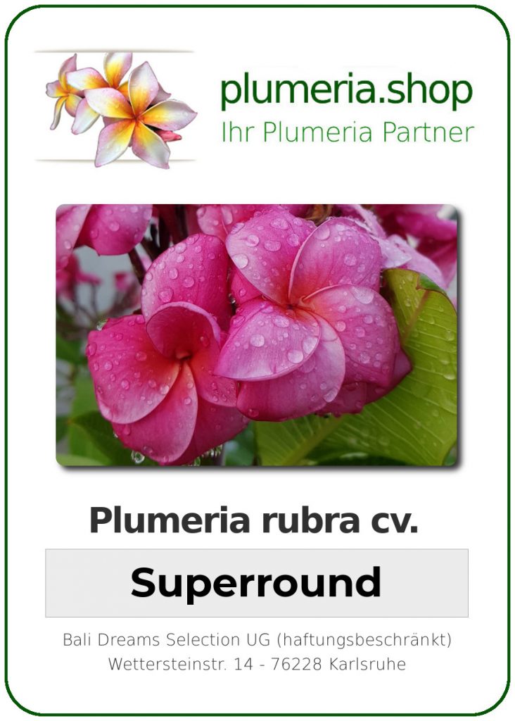 Plumeria rubra "Super Round"