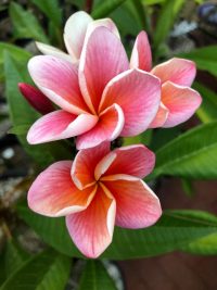 Plumeria rubra "JJ Synchronicity"