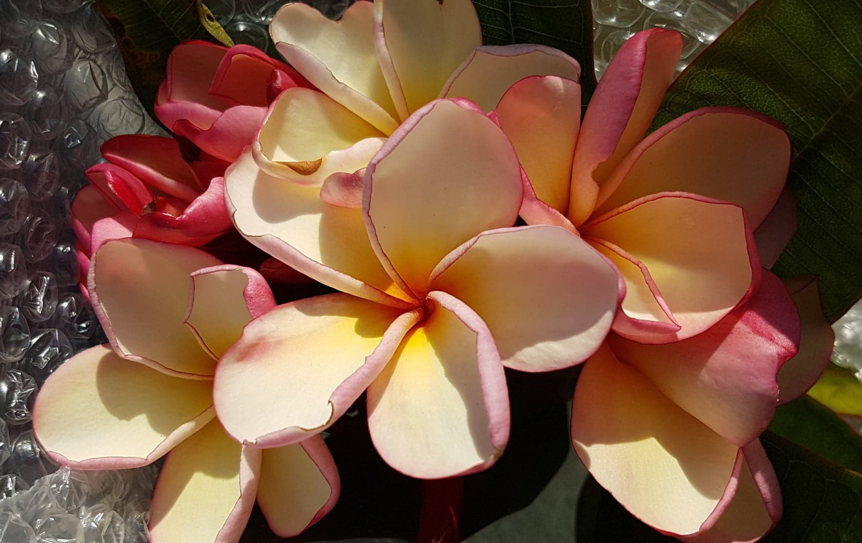 Plumeria rubra &quot;Jade thaïlandais