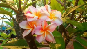 Plumeria rubra "Divine"