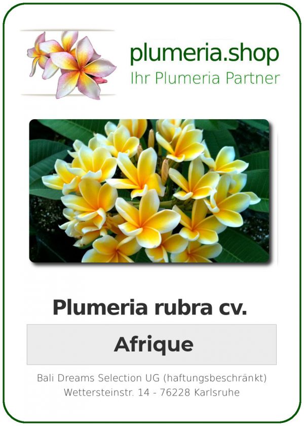 Plumeria rubra "Afrique"