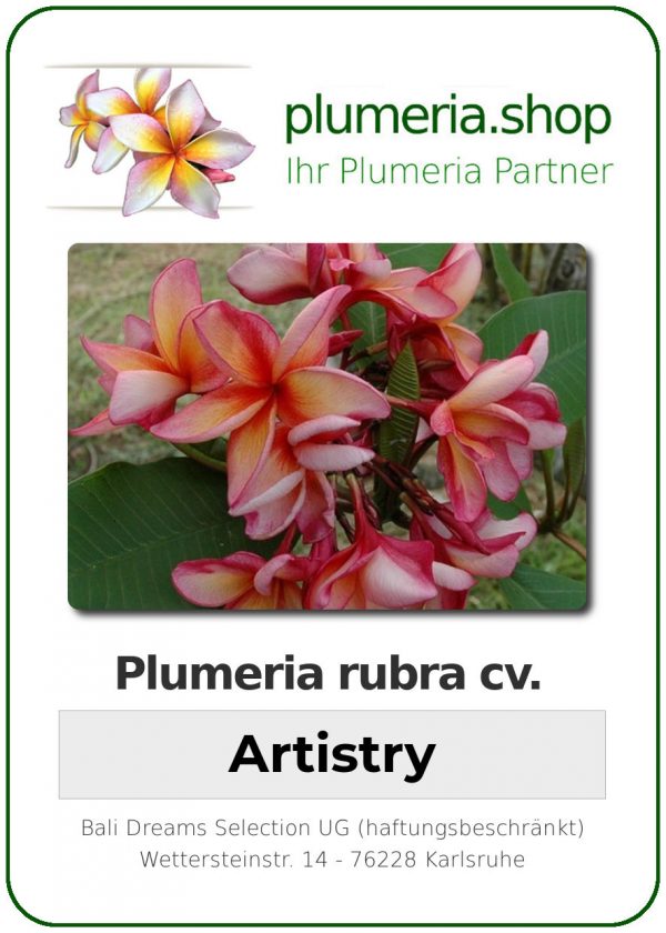 Plumeria rubra "Artistry"