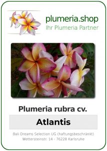 Plumeria rubra "Atlantis"
