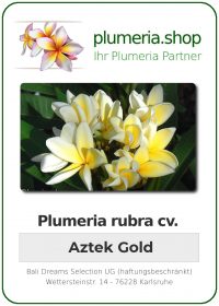 Plumeria rubra "Aztek Gold"
