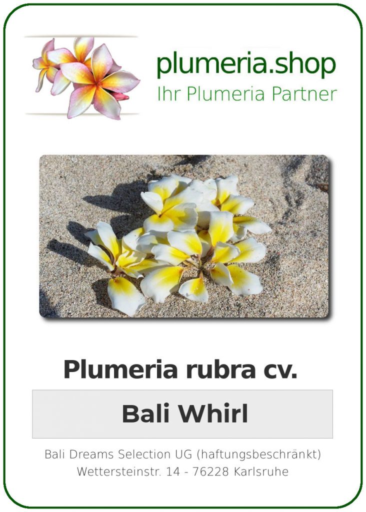 Plumeria rubra "Bali Whirl" - wurzelnackt