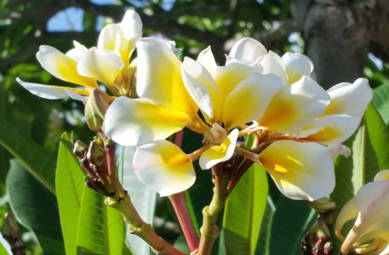 Plumeria rubra "Bali Whirl"