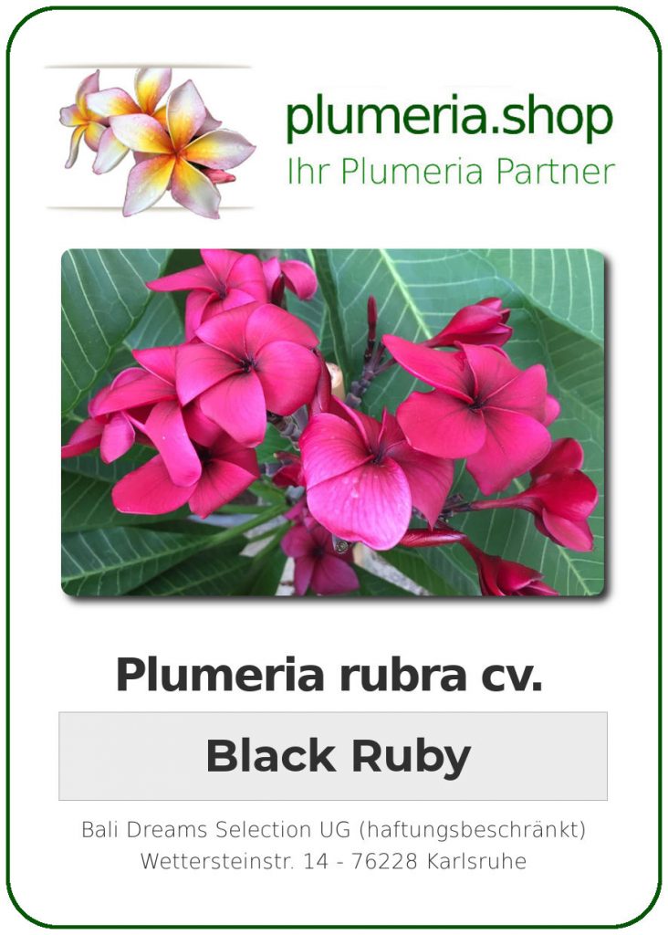 Plumeria rubra "Black Ruby"
