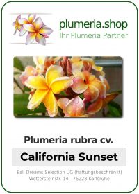 Plumeria rubra "California Sunset"