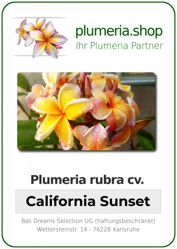 Plumeria rubra &quot;California Sunset