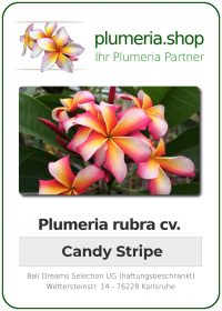 Plumeria rubra "Candy Stripe"