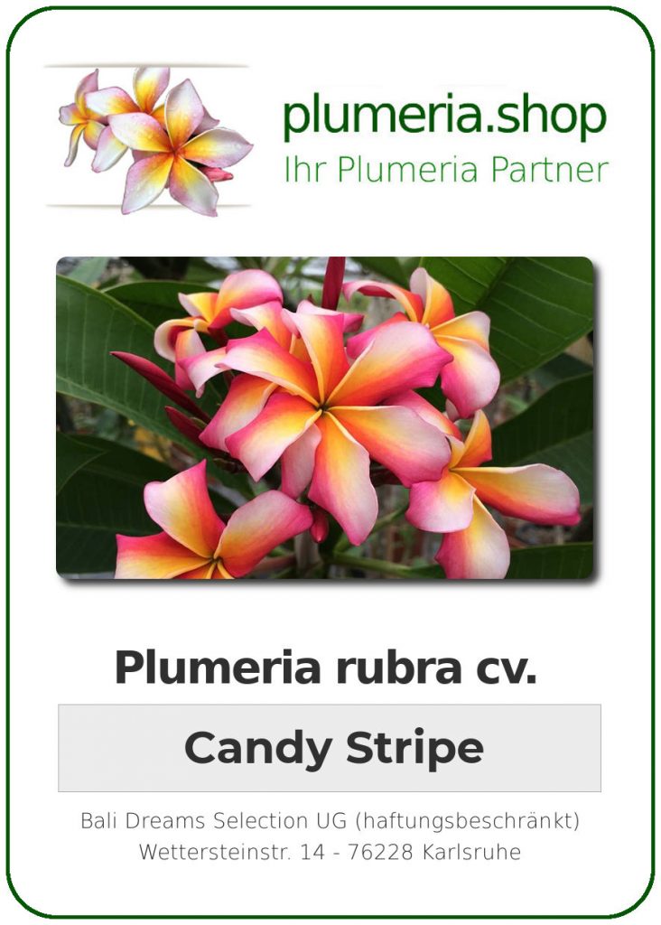 Plumeria rubra cv. "Candy Stripe" - unbewurzelter Steckling