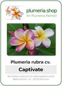 Plumeria rubra "Captivate"