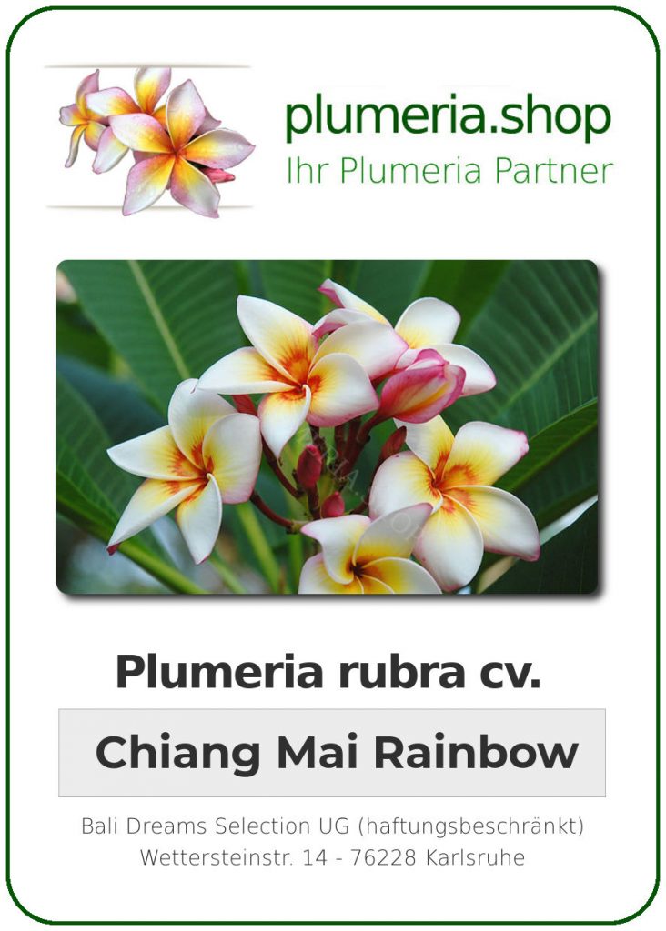 Plumeria rubra "Chiang Mai Rainbow"